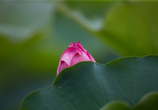 荷花 高清大图