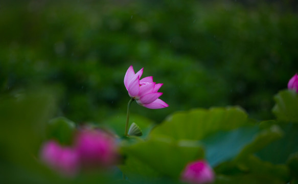 荷花 高清大图