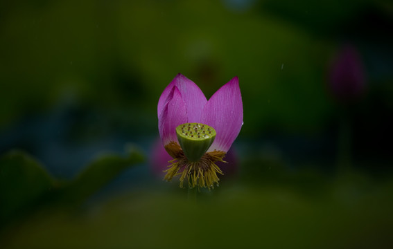 荷花 高清大图