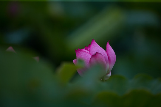 荷花 意境荷花 高清大图