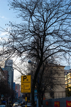 冬天城市街道一棵树