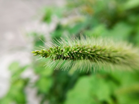 狗尾巴草