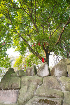 寺庙中的树