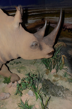 白犀标本