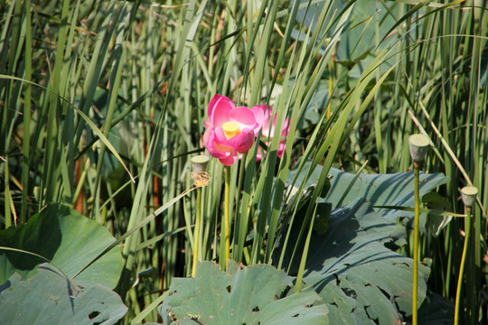 莲 荷 藕断丝连 莲蓬 花蕊