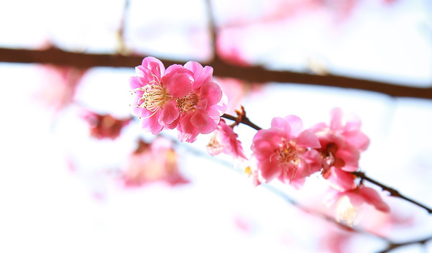 梅花特写