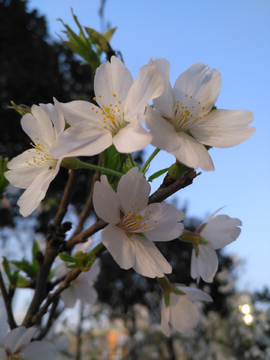 樱花