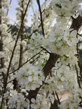 李子花