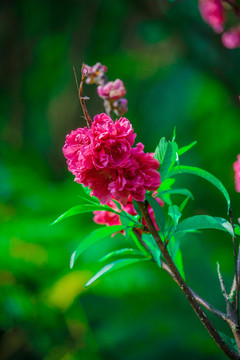 春天桃园桃花素材