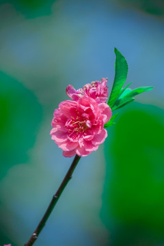 春天桃园桃花素材