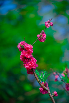 春天桃园桃花素材