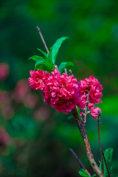 春天桃园桃花素材