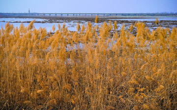 芦苇河岸