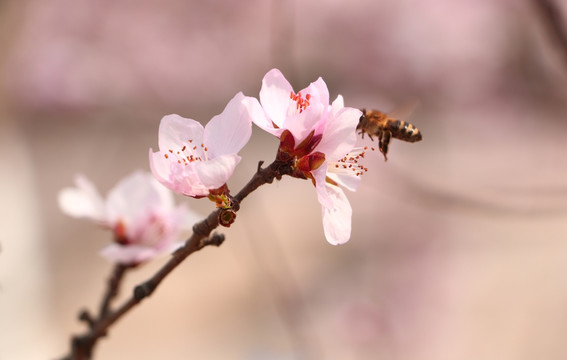 桃花春色