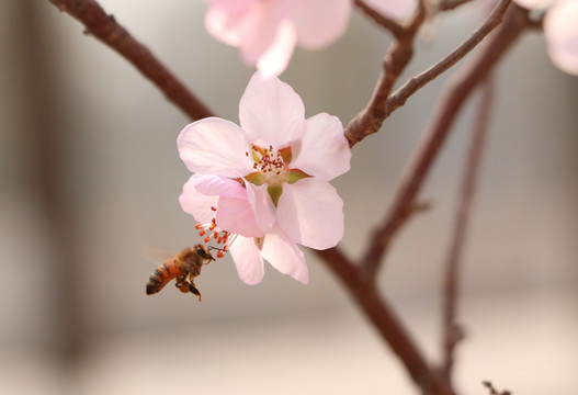 桃花春意