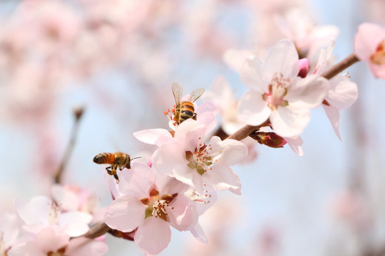 桃花春意