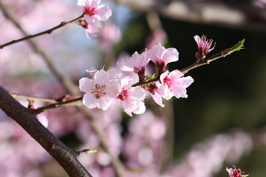 桃花