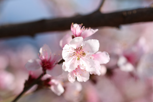 桃花