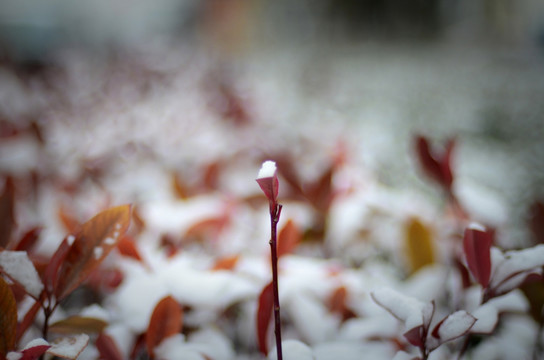 大雪下的冬青