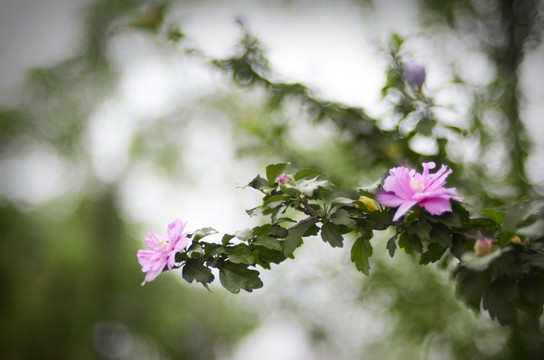 木锦花