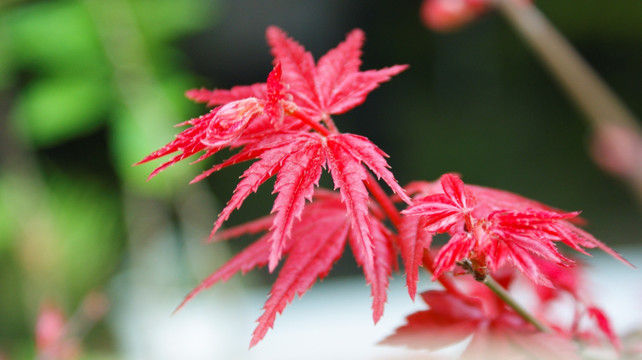 红枫叶红叶观赏植物