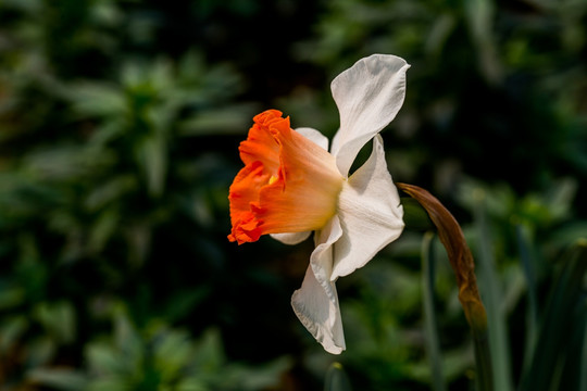 水仙花