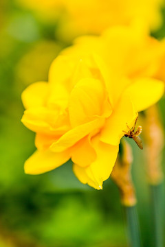 水仙花