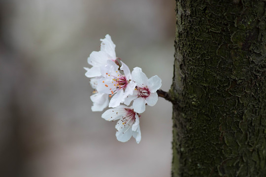 梨花 一枝梨花