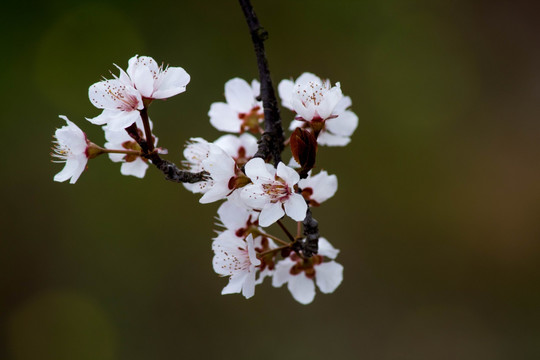 梨花 一枝梨花