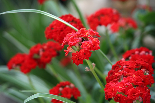 花卉 红花