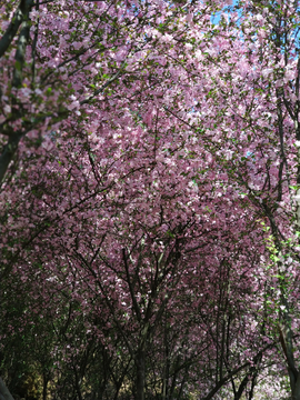 樱桃花