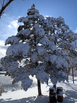 雪松