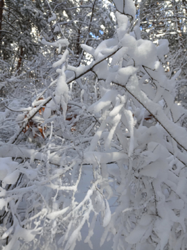 林中白雪