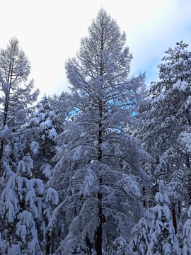 雪松