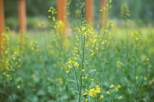 油菜花