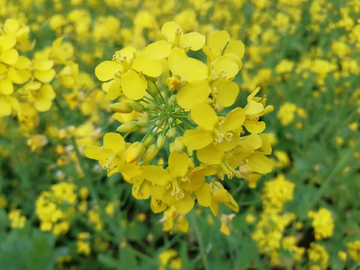 油菜花