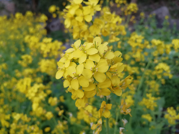 油菜花