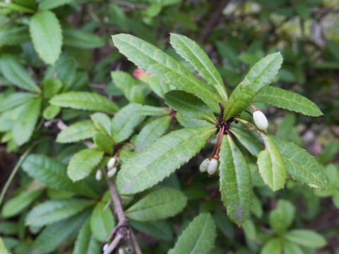 小檗科野生植物假豪猪刺