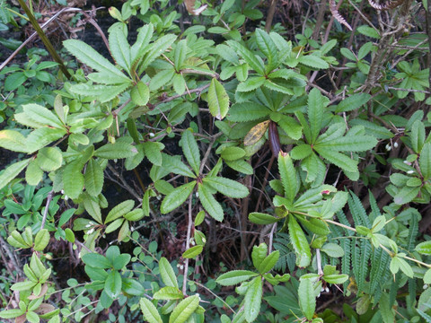 小檗科野生植物假豪猪刺