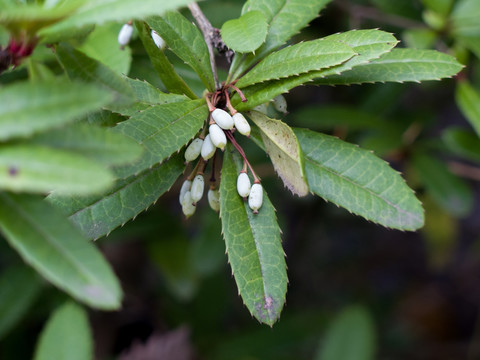 小檗科野生植物假豪猪刺