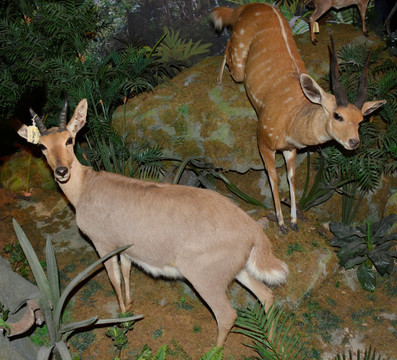 扭角林羚标本