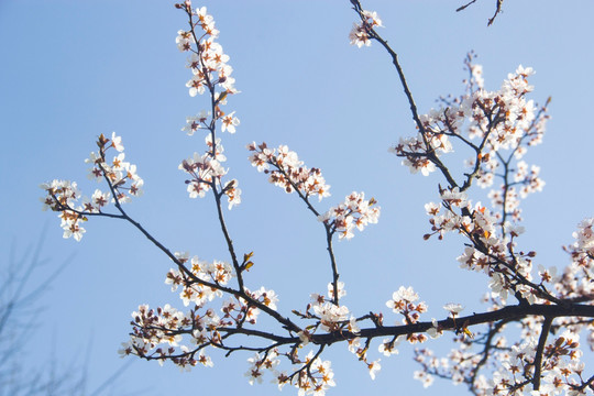 花枝