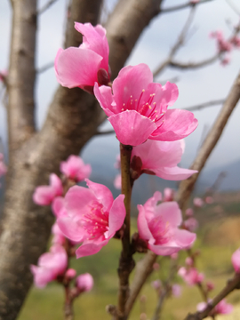 桃花