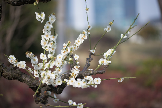 绿梅花开