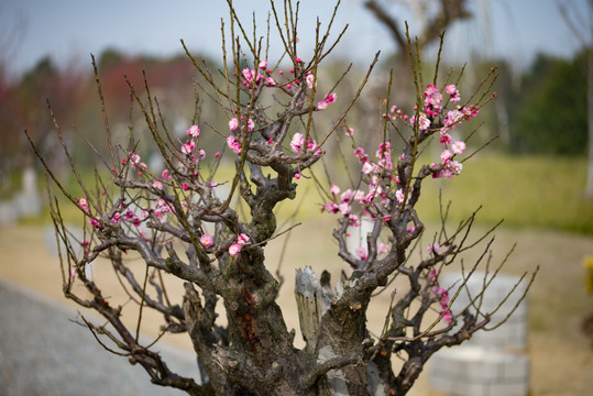 红梅花嫁接