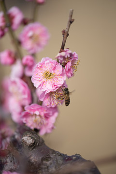 红梅花