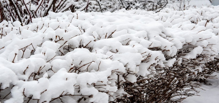 雪后 瑞雪