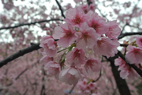 樱花