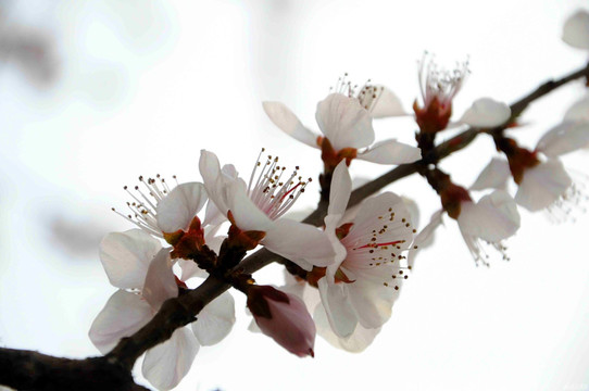 桃花桃树春暖花开