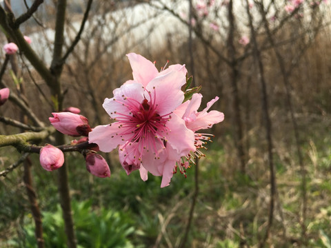 樱花